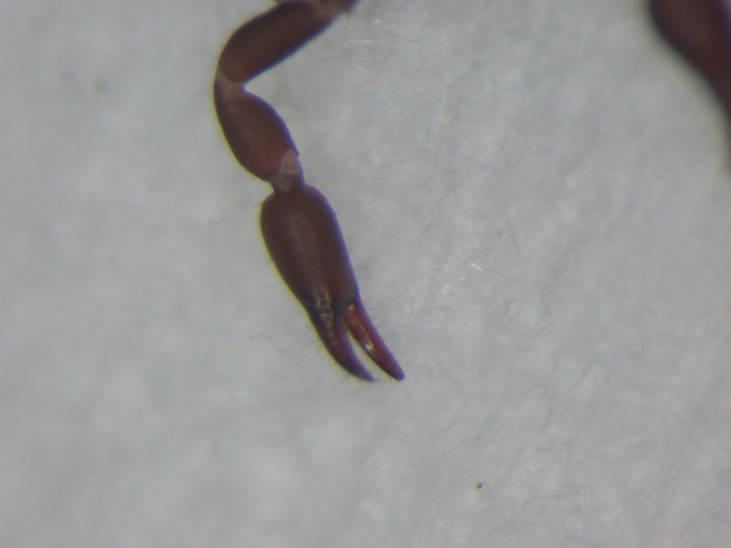 Pseudoscorpione, Cheliferidae